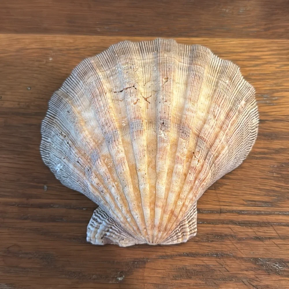 Sea Shell - Picture 1 of 4